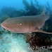 shark_nurse_gs_fc_h_0163_tci1021.jpg